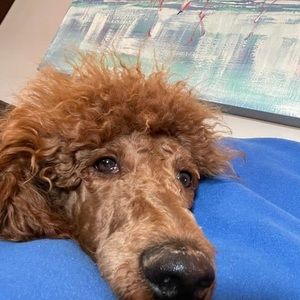 Meet your Posher, Carla